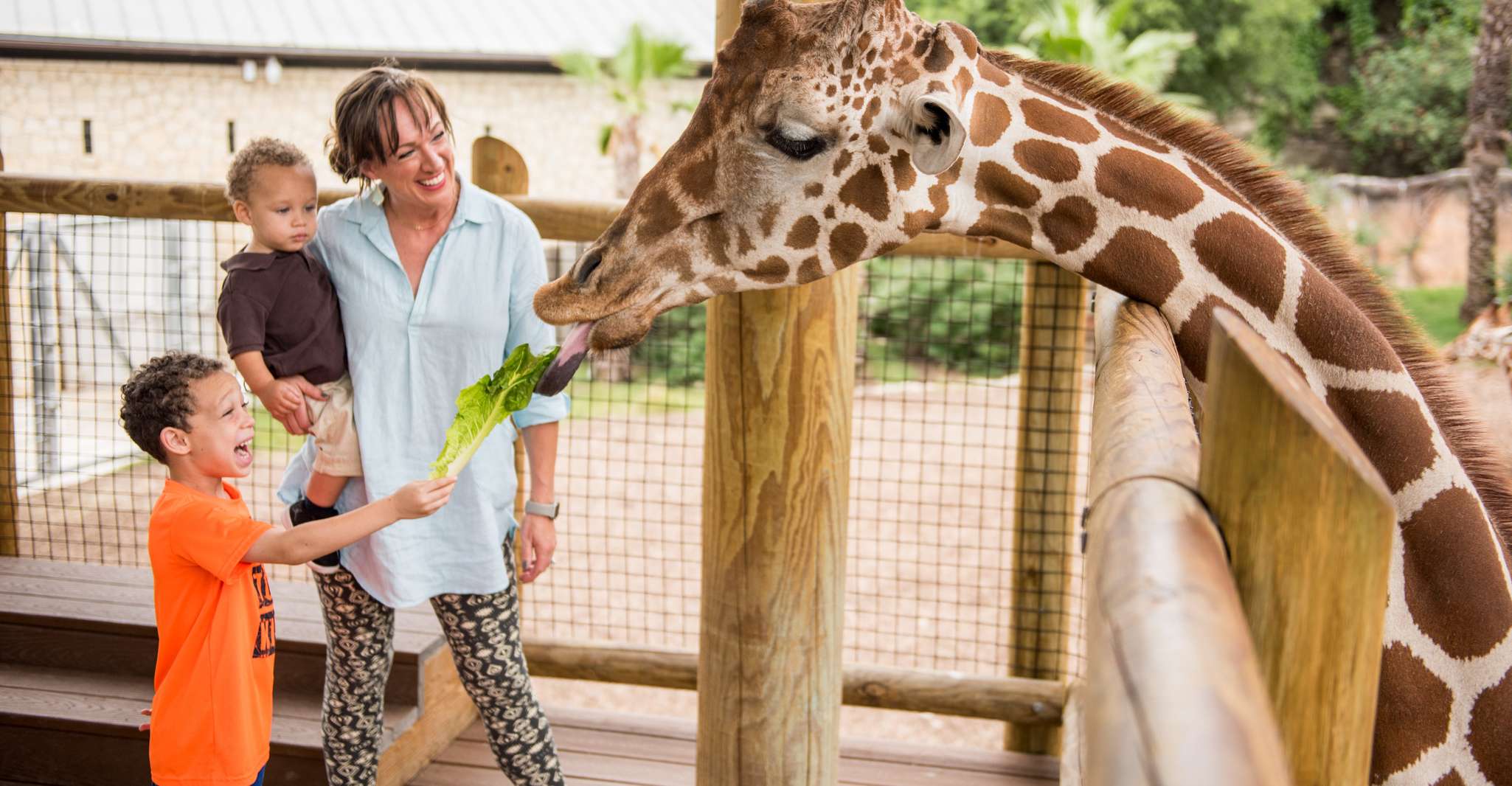 San Antonio, ogni giorno Zoo Entry e Zoo Lights Entry Ticket - Hizvo