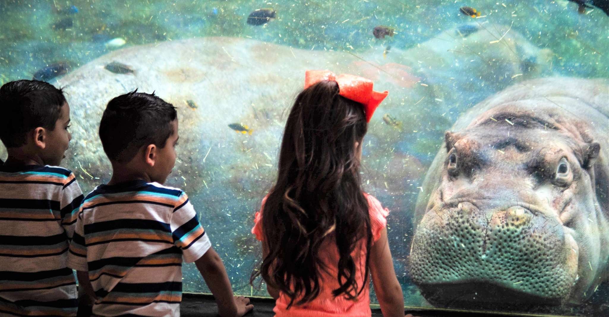 San Antonio, ogni giorno Zoo Entry e Zoo Lights Entry Ticket - Hizvo