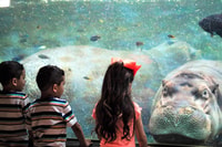 San Antonio, Any Day Zoo Entry und Zoo Lights Entry Ticket - Hizvo