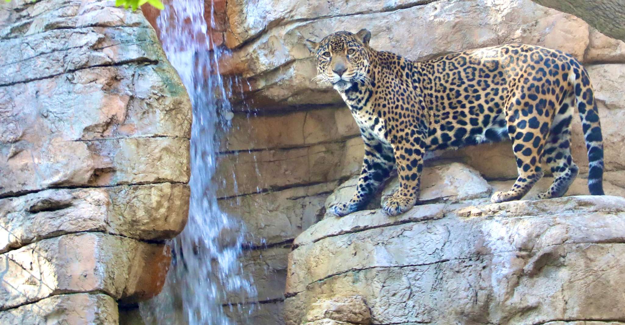 San Antonio Zoo Any Day Ticket photo 9