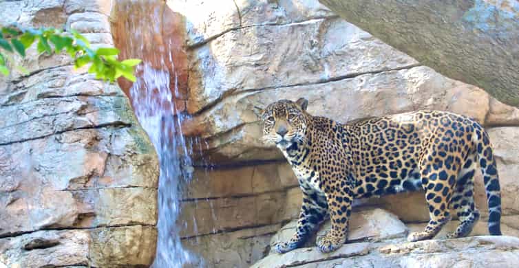 San Antonio Zoo Any Day Ticket photo 9