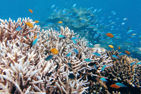 Phuket: Excursión de un día a las Islas Surin en lancha rápida