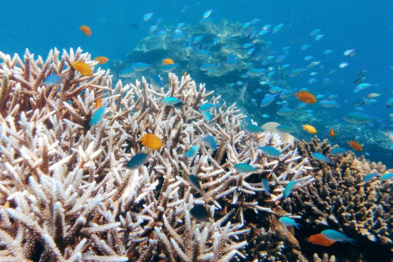 Phuket: Excursión de un día a las Islas Surin en lancha rápida