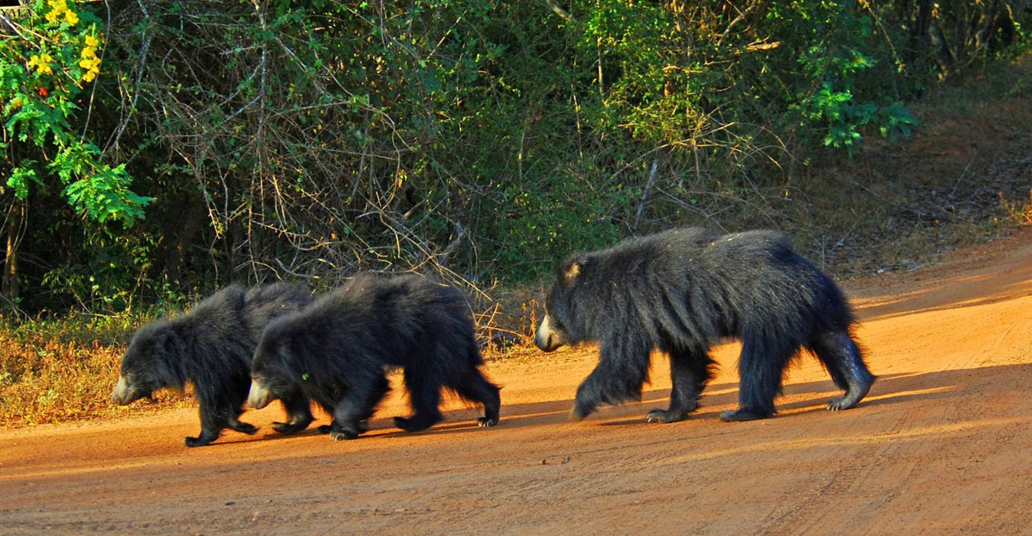 Yala National Park, Private Safari Day Trip with Lunch - Housity