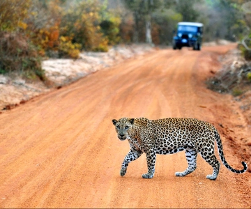 Yala National Park: Private Safari Day Trip with Lunch