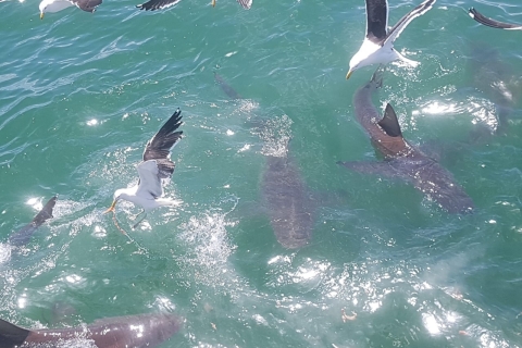 Gansbaai : plongée en cage et rencontre avec les requinsPlongée en cage avec les requins
