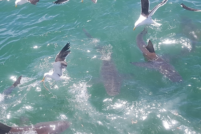 Gansbaai: nurkowanie z rekinami w klatceNurkowanie z rekinami w klatce