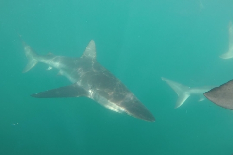 Gansbaai: kooiduikbelevenis met haaienVan Kaapstad of Hermanus: kooiduiken met de grote witte haai