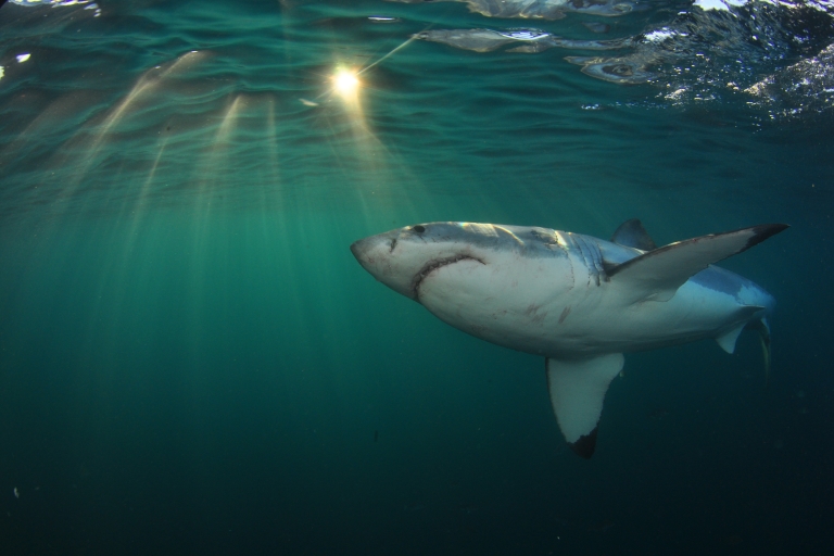 Gansbaai: nurkowanie z rekinami w klatceZ Kapsztadu lub Hermanus: nurkowanie z rekinami w klatce