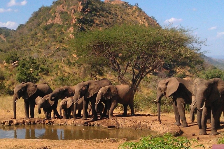 Elefanten-Safari Tansania entdecken