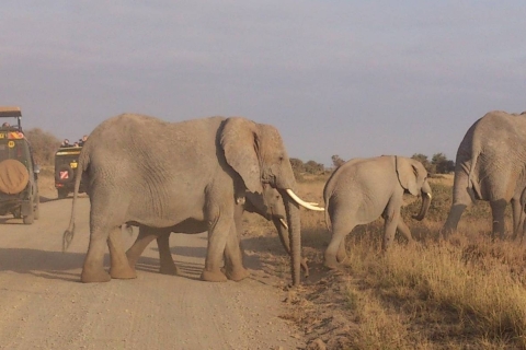 Safari con elefantes Descubre Tanzania