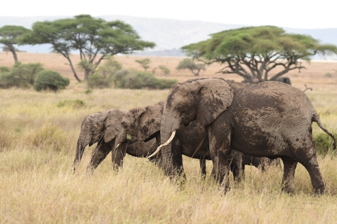 Elefanten-Safari Tansania entdecken