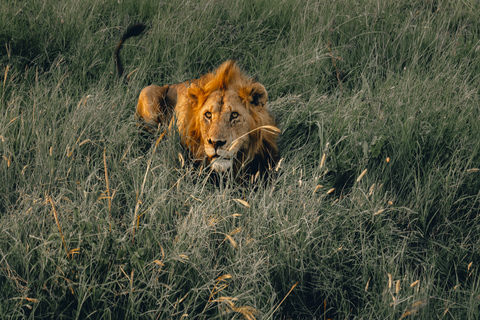 Safari aventure guépard en Tanzanie