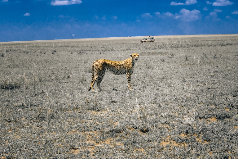 Cheetah Adventure Safari w Tanzanii