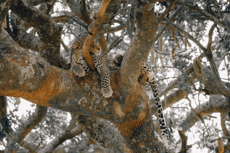 Safari aventure guépard en Tanzanie