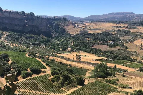From Marbella: Classic Ronda Tour, 2 winery visits & lunch