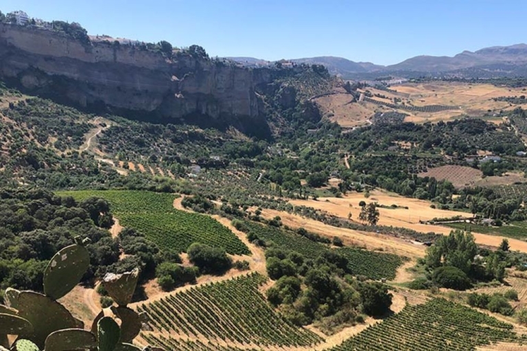 De Marbella : L'expérience classique du vin de Ronda