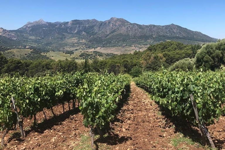 De Marbella : L'expérience classique du vin de Ronda