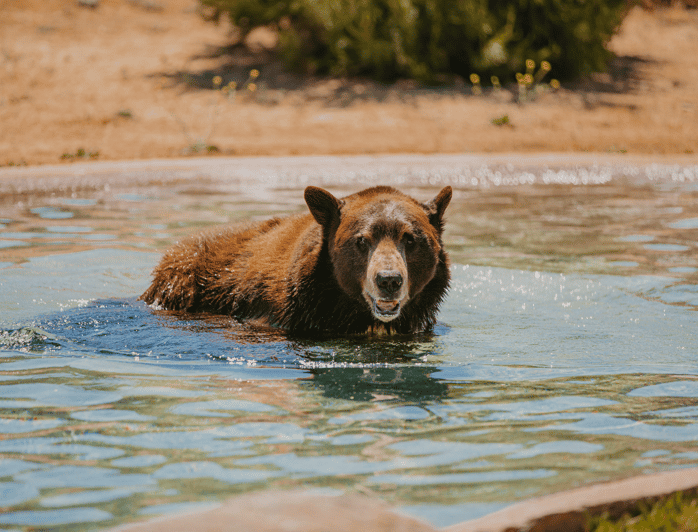 Alpine: Lions Tigers & Bears Animal Sanctuary Guided Visit