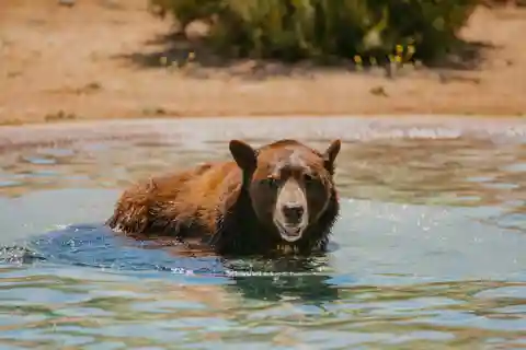 Alpine: Lions Tigers & Bears Sanctuary Visit and Tour