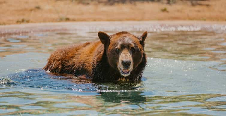 bears and lions tickets