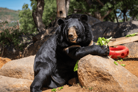 Alpine: visita e alimentação do Santuário de Tigres e Ursos do LionsAlpine: Excursão e alimentação do Santuário de Leões, Tigres e Ursos