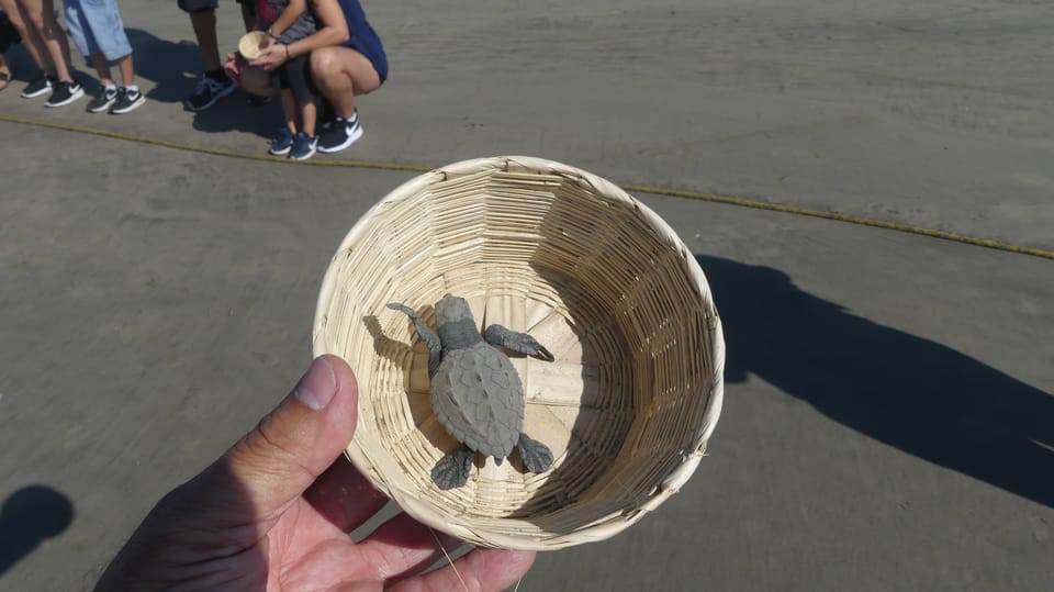 Acapulco: Baby Sea Turtle Release Experience with Pickup | GetYourGuide