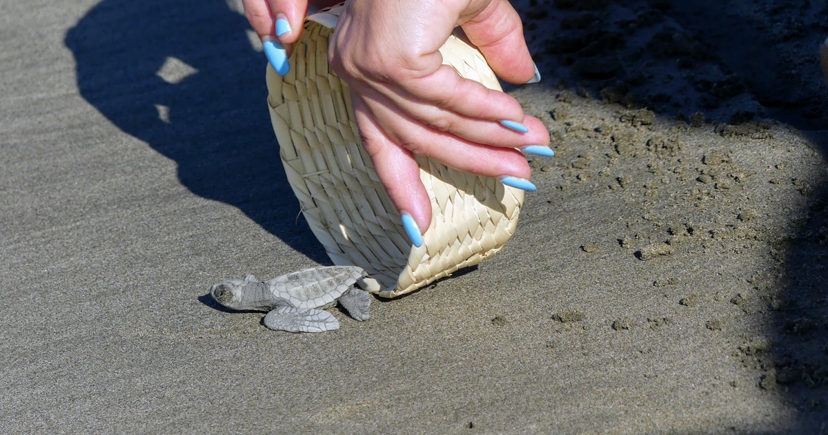 Turtle Island Zante – Ontdek de Caretta Caretta Schildpadden Turtle Island Zante – Ontdek de Caretta Caretta Schildpadden