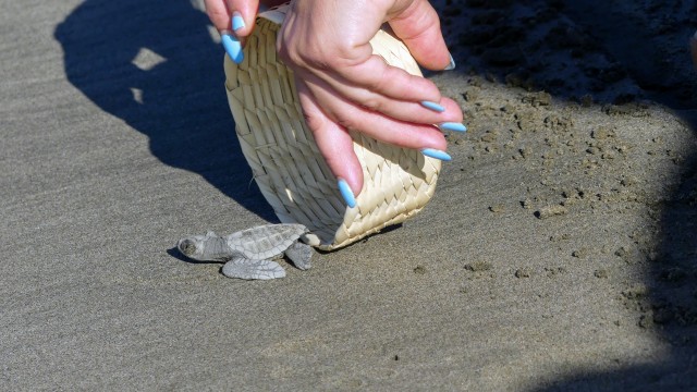 Visit Acapulco Baby Sea Turtle Release Experience with Pickup in Mazatlan
