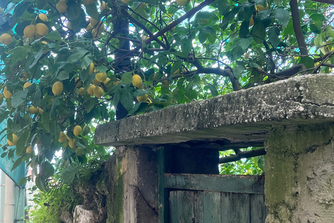 Sorrento: excursão de caminhada das colinas ao marPasseio público