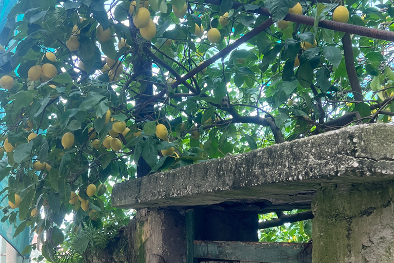 Sorrento: excursão de caminhada das colinas ao marPasseio público