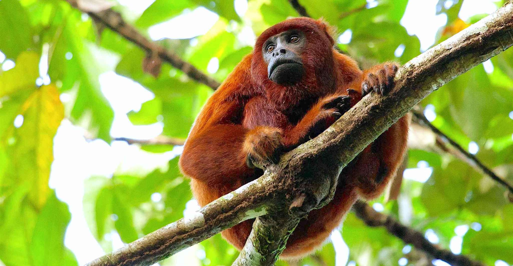 Tambopata, Excursão de Floresta Amazônica de Dia Múltiplo com Guia Local - Hizvo