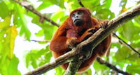 Tambopata, Multi-Day Amazon Rainforest Tour mit lokalem Guide - Hizvo