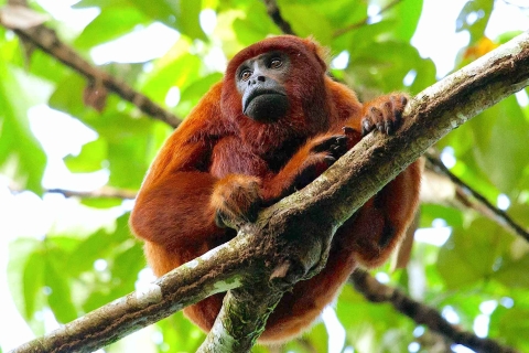 Selva Amazónica de Tambopata 4D/3N