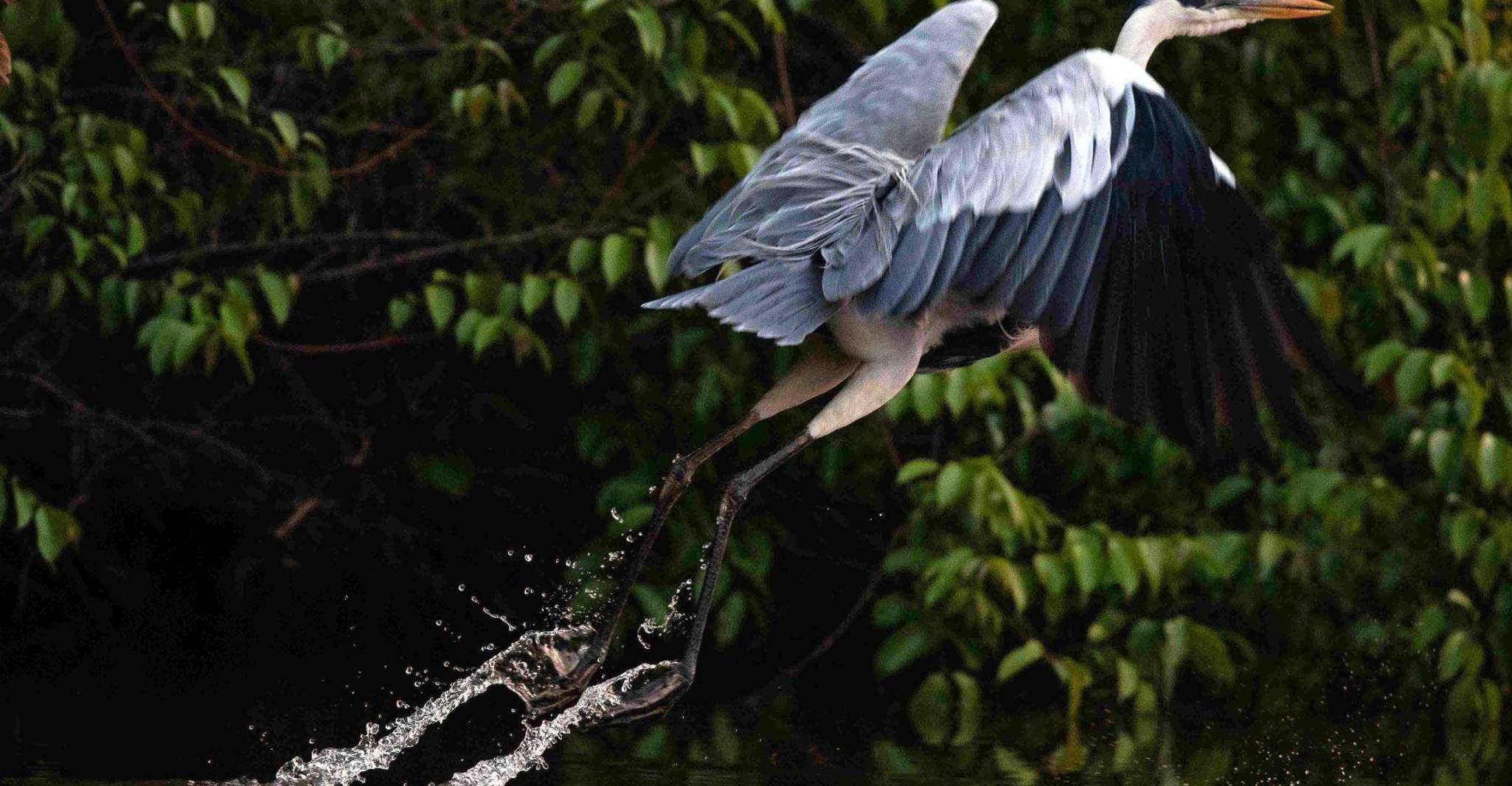 Tambopata, Excursão de Floresta Amazônica de Dia Múltiplo com Guia Local - Hizvo