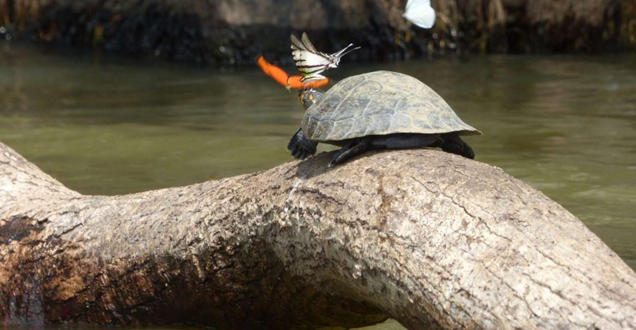 Tambopata, Excursão de Floresta Amazônica de Dia Múltiplo com Guia Local - Hizvo