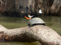 Tambopata, Multi-Day Amazon Rainforest Tour mit lokalem Guide - Hizvo