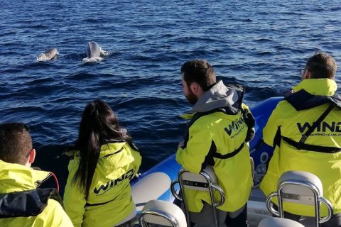 Arrábida Natural Park: Dolphin Watching Tour