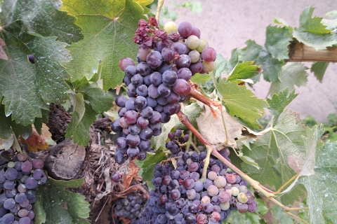 Prywatna całodniowa degustacja wina w dolinie Colchagua
