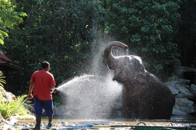 Khao Lak: unieke Dawn Ethical Elephant Sanctuary-ervaringKhao Lak: unieke Dawn Ethische olifantenervaring