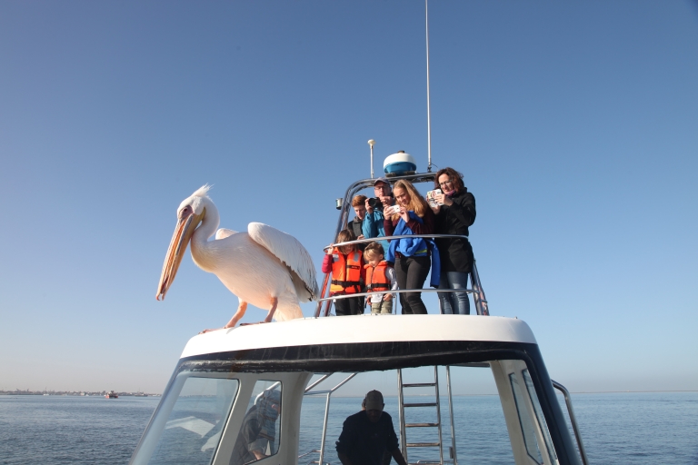 Journée Mola Mola : Croisière en bateau, braai sur la plage et port de Sandwich