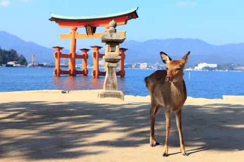 Osaka/Kyoto: Hiroshima and Miyajima Trip with Indian Lunch
