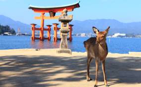 From Hiroshima: Hiroshima and Miyajima Island 1-Day Bus Tour