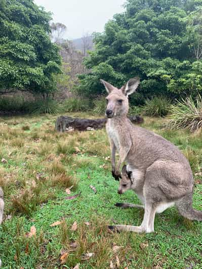 Sydney Esperienze con koala e canguri: il MEGLIO del 2024 - Cancellazione  GRATUITA