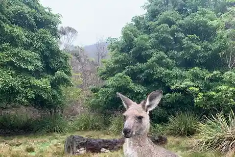 From Sydney: Blue Mountains & Wildlife Park & River cruise