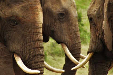 Port Elizabeth: Addo Elephant National Park Private Safari