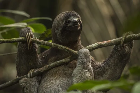 Iquitos: 2 dage og 1-dags guidet tur i Amazonas' jungle