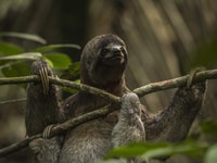 Iquitos, 2 Tage und 1 Nacht geführte Amazon Jungle Tour - Hizvo