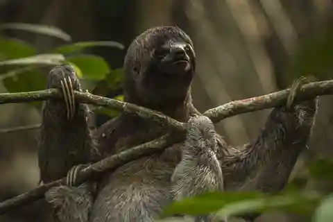 Iquitos: 2 días y 1 noche de excursión guiada por la selva amazónica
