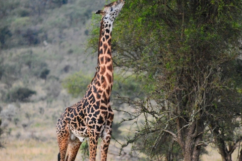 6 Tage Tansania Kultur und Safari ab MoshiVon Arusha aus